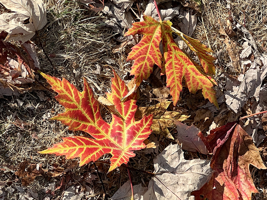 maple leaves on the ground