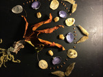 Naturalist Collage