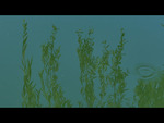 The Meadow 1