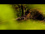 The Meadow 6