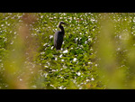 The Meadow 7