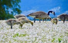 Geese in Clover