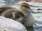 Duckling in our strata\'s pond.