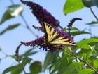 Butterfly In Front Of Butterfly Bush